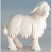 Stojace jahňa - Ranná hviezda