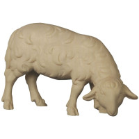 Sheep grazing - Folk