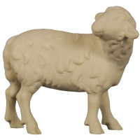 Sheep standing looking backwards - Folk