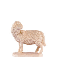 Pozerajúca sa ovca pre betlehem - farmarský