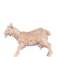 Koza pre betlehem - farmarský