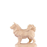 Špic pes  pre betlehem - farmarský