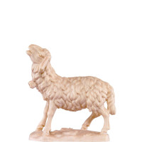 Ovečka bľačiaca - klasický