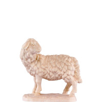 Pozerajúca sa ovca - klasický