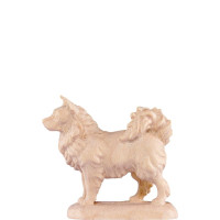 Špic pes - klasický