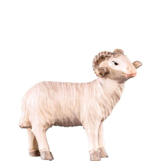 Baran pre betlehem - Rives