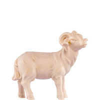 Baran pre betlehem - Artis