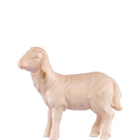 Ovečka pre betlehem - Artis