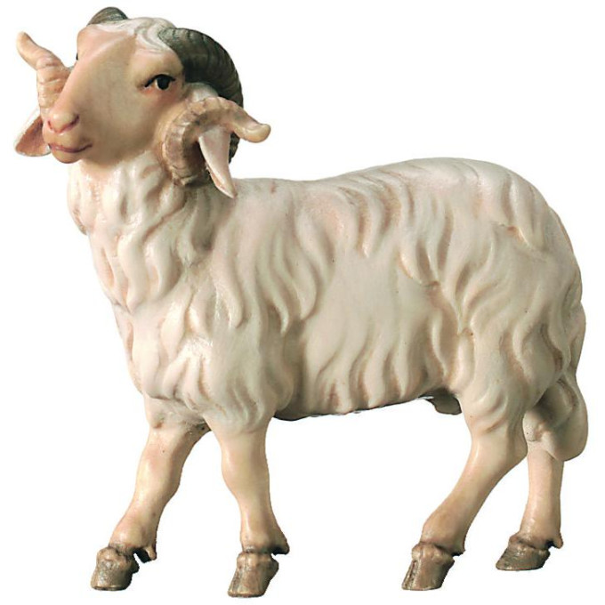 Baran pre betlehem - Kráľovský