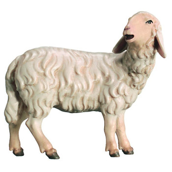 Hľadiaca ovečka pre betlehem - Kráľovský