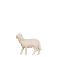 Ovca pre betlehem - Vidiecky