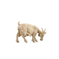 Goat grazing for Nativity scene - Alpine