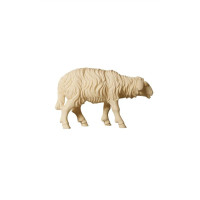 Sheep standing forward look for Nativity scene - Alpine