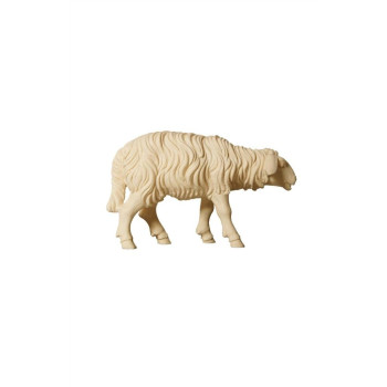 Sheep standing forward look for Nativity scene - Alpine