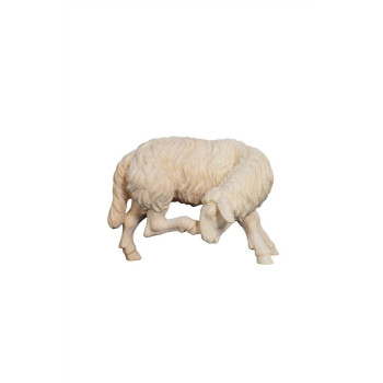Sheep scratching for Nativity scene - Alpine