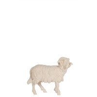 Baran pozerajúci vpravo do betlehema - Jeruzalem